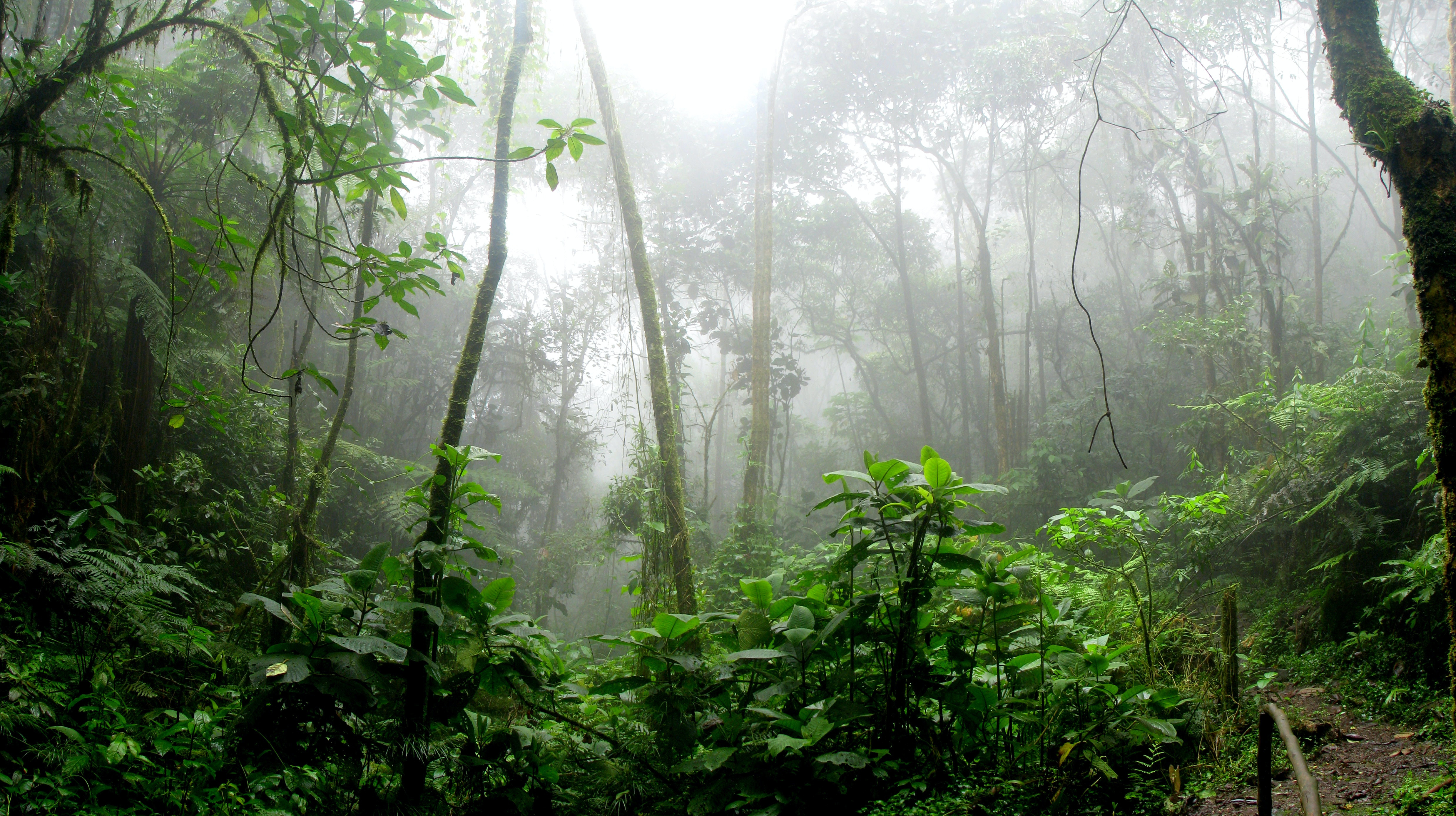 Mae stephens jungle